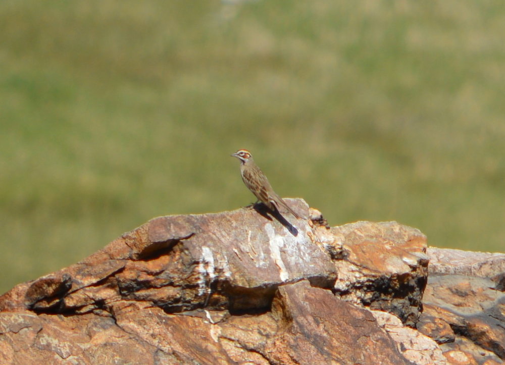 Lark Sparrow.JPG