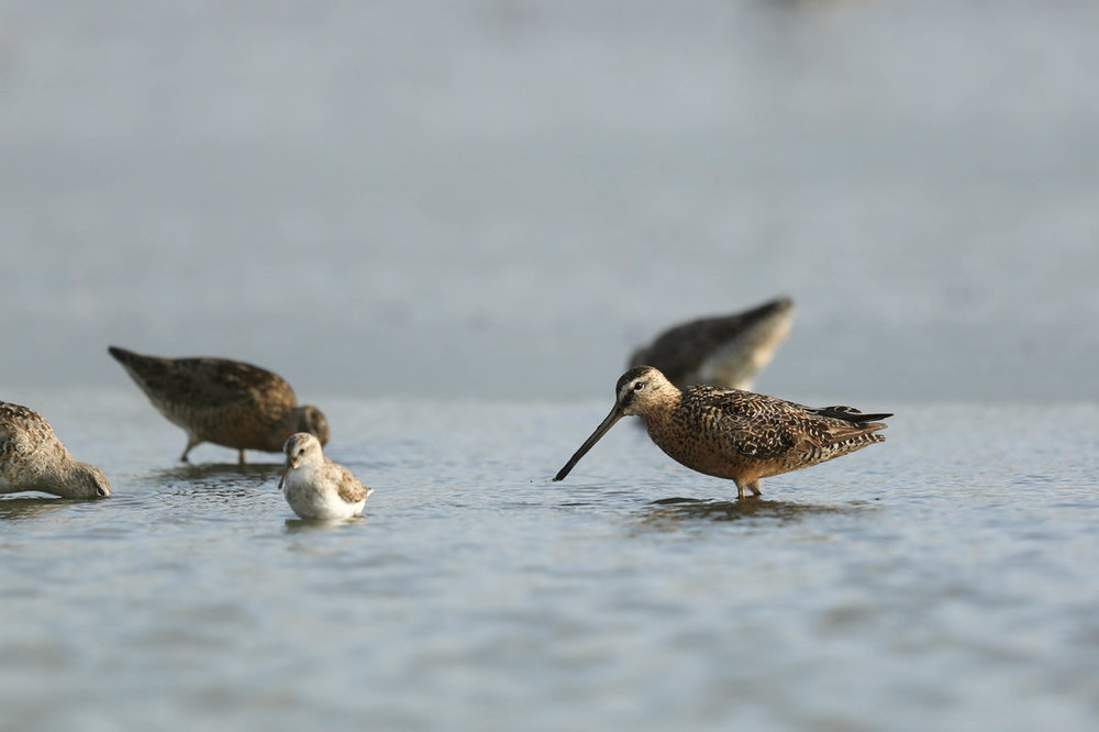 Long-billed Dowitcher 1.jpg