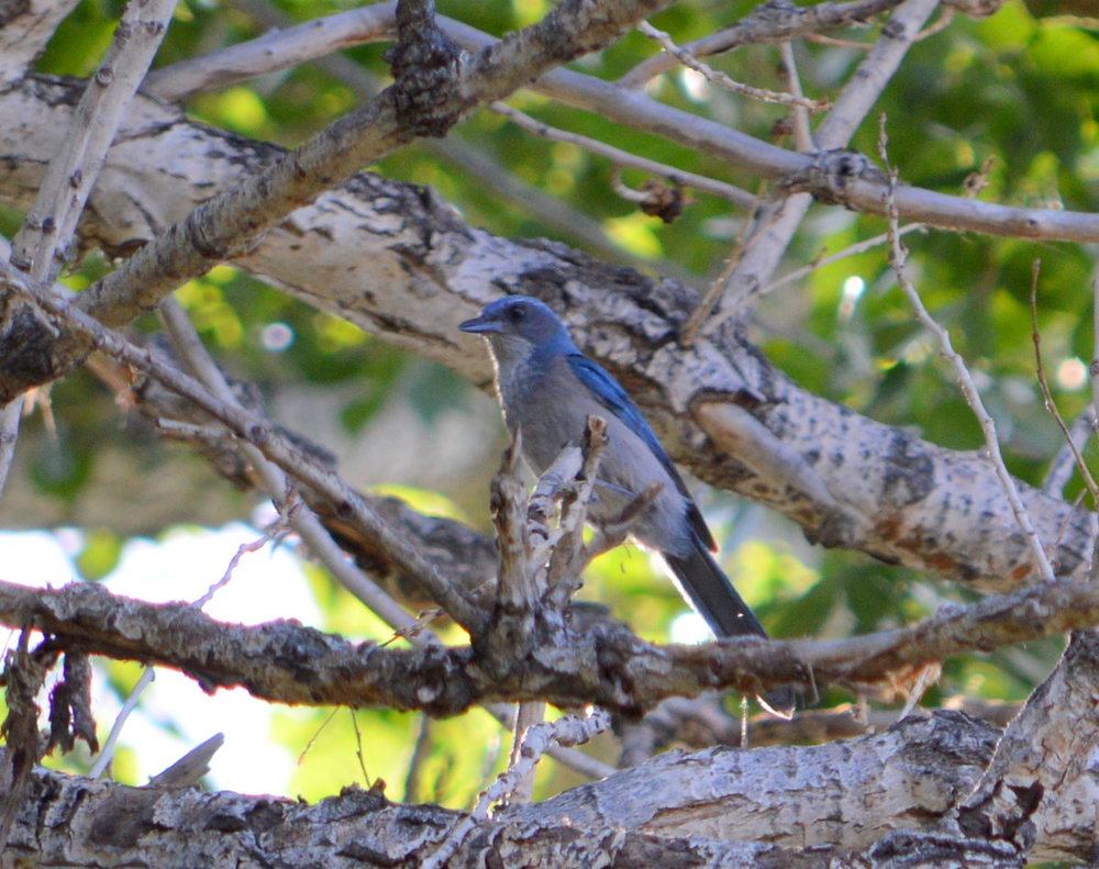 Bluebird2.JPG