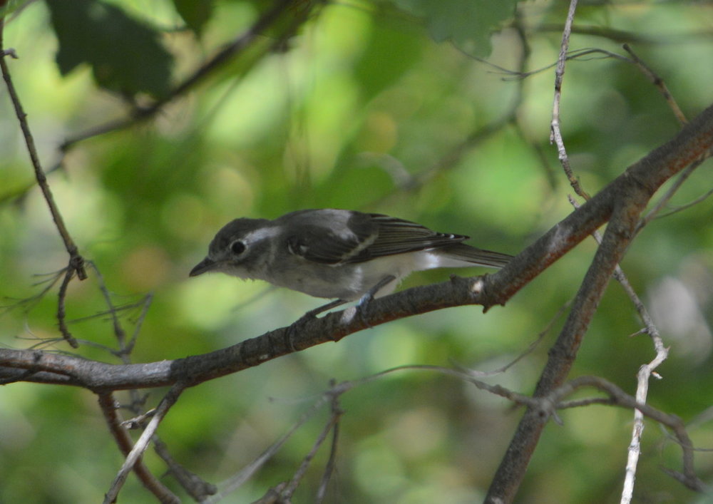 Vireo.JPG