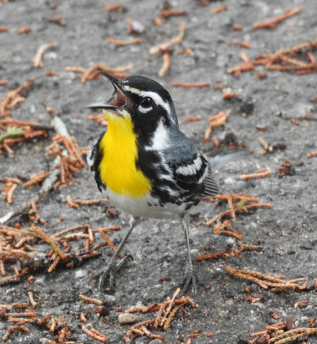 warbler, yellow-throated (18).JPG