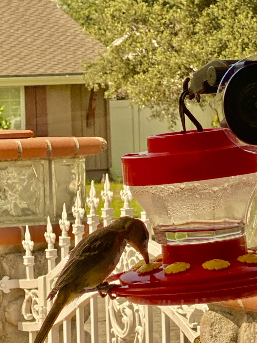 Stranger on my hummingbird feeder.
