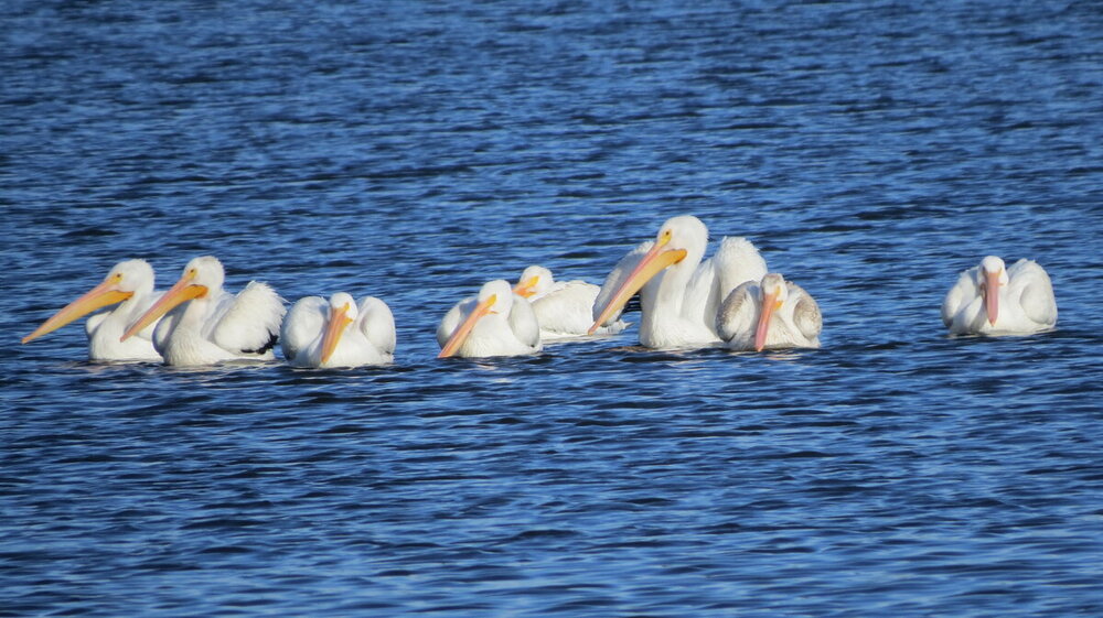 pelicans82.thumb.JPG.2af7dd9659e19dd39abb1822a18e77bf.JPG