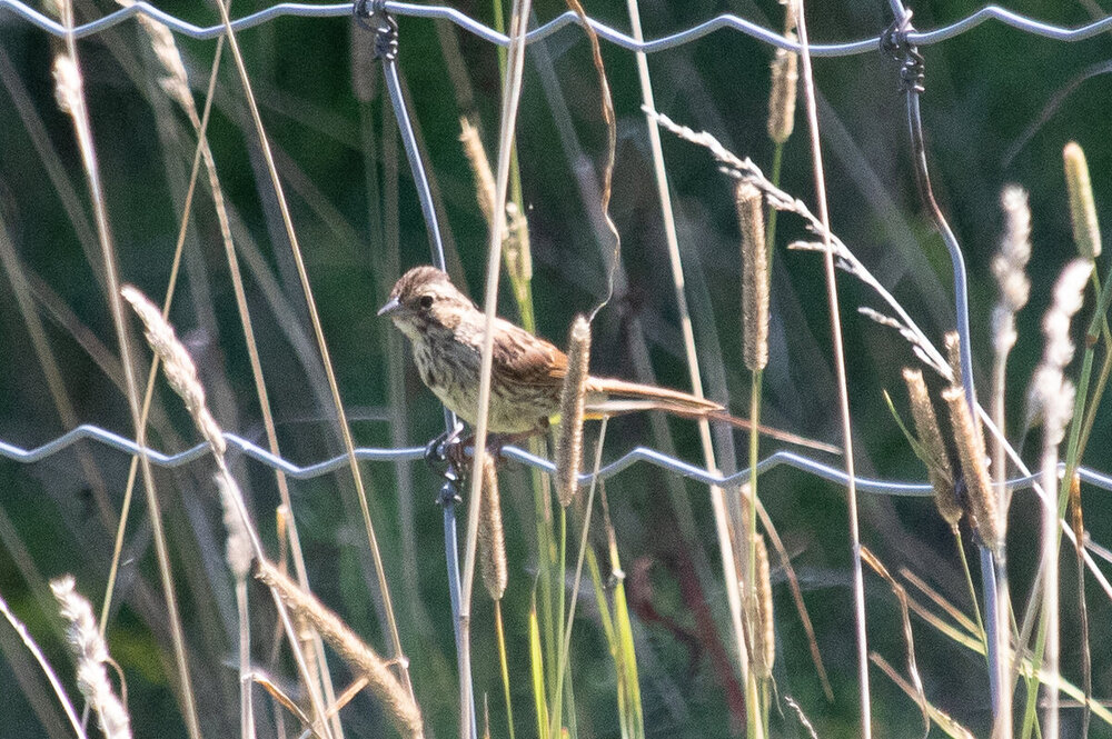 sparrow-1.jpg