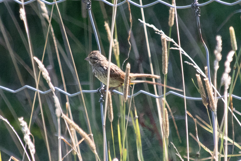 sparrow-2.jpg