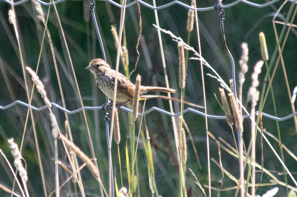 sparrow-3.jpg