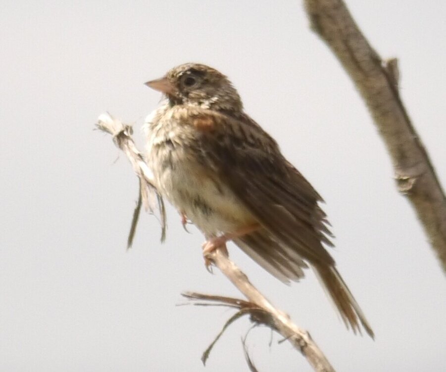 sparrow.JPG