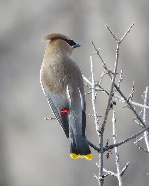 waxwing78crop.jpg