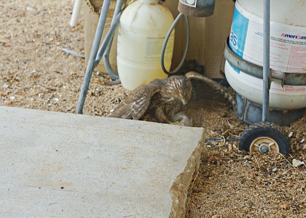 resize_DSC05225 1.JPG