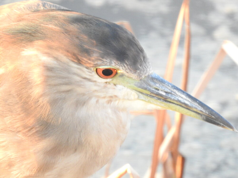 Night-heron, Black-Crowned (8).JPG