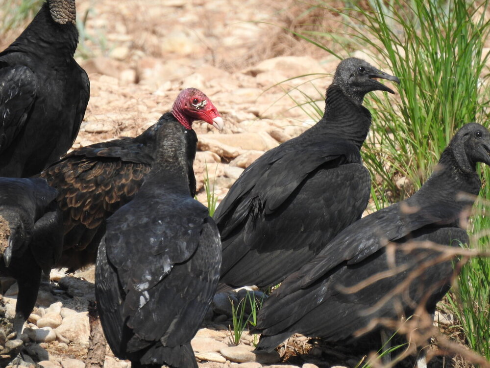 vulture, black (3).JPG