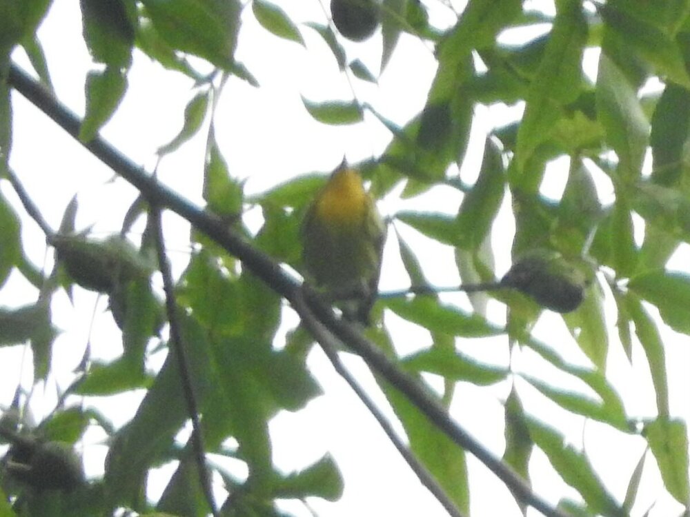 Warbler 2  9-23-20.JPG