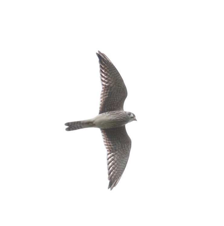 Kestrel 3.jpg