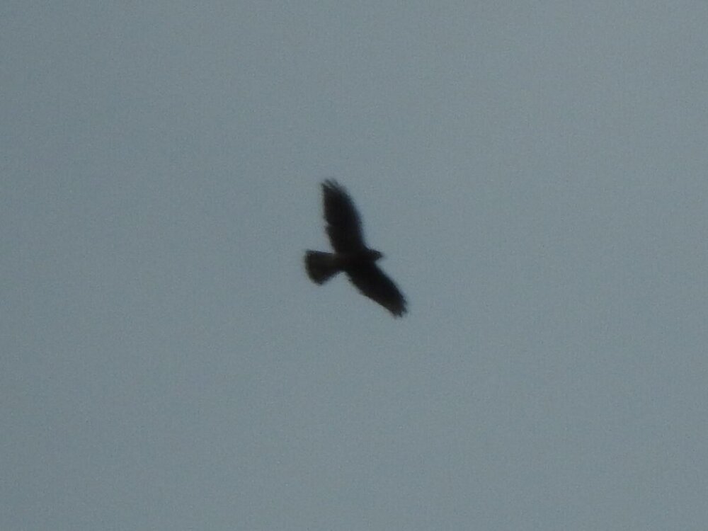 hawk 1 9-24-20.JPG