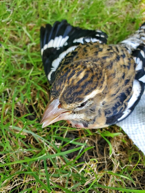 migrating bird? 7" brown head and black/white wings/tail red chest