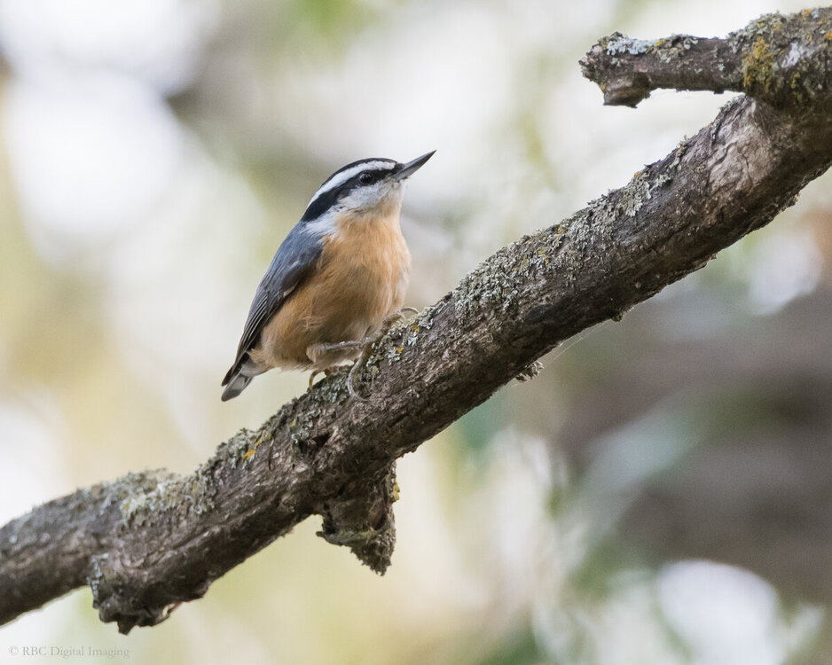 Red-breasted Nuthatch HVT-7501941.jpg