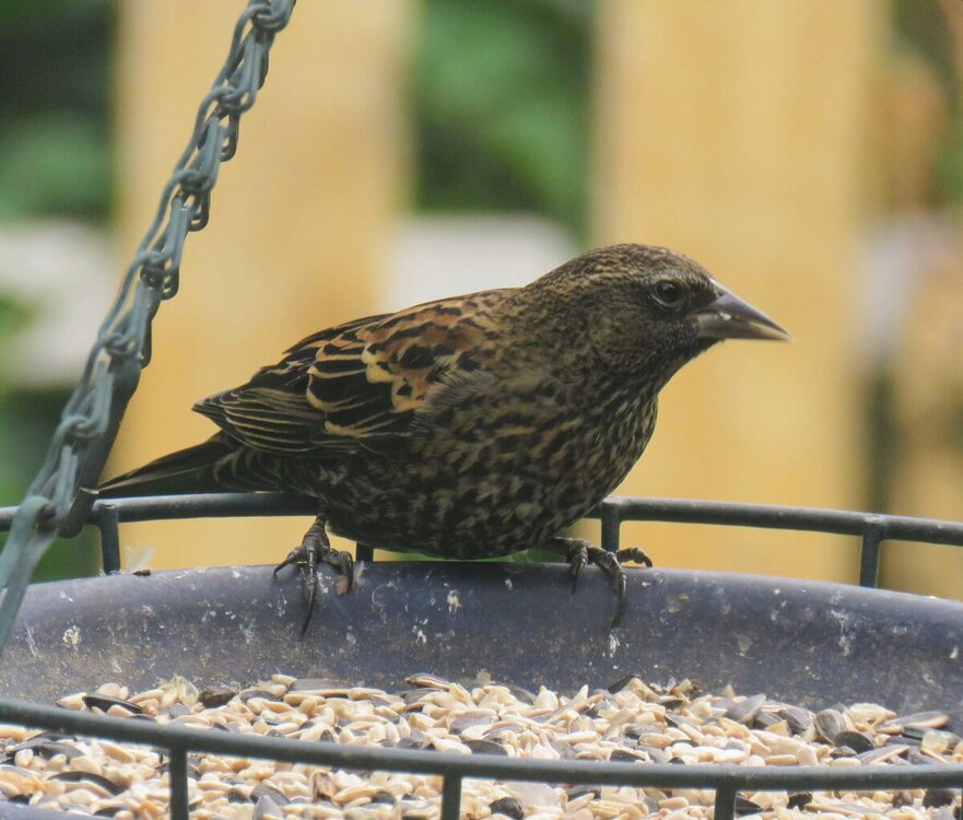 Starling sparrow.JPG