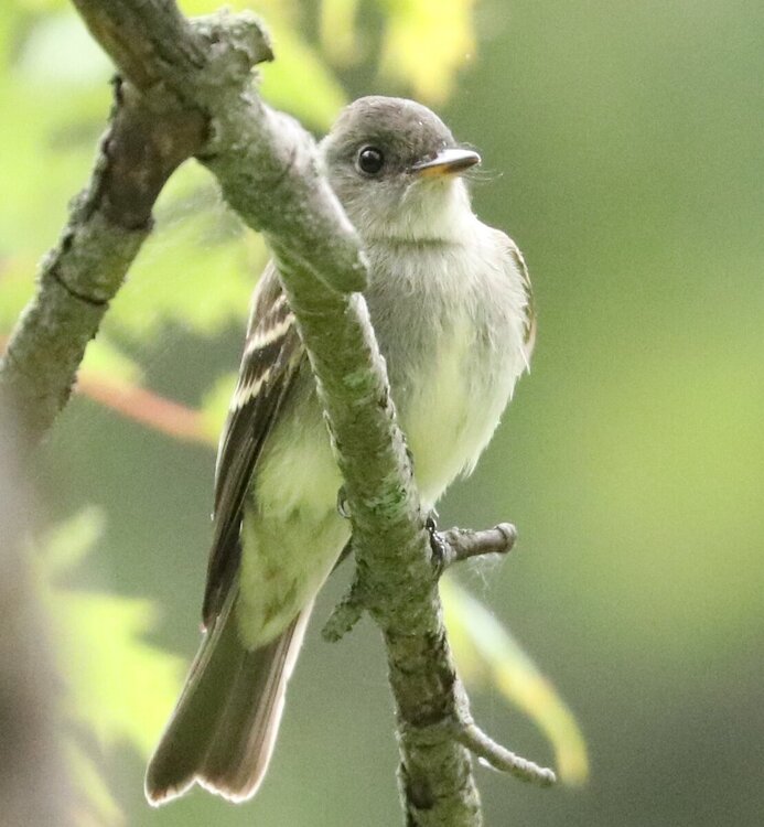 Flycatcher1.jpg