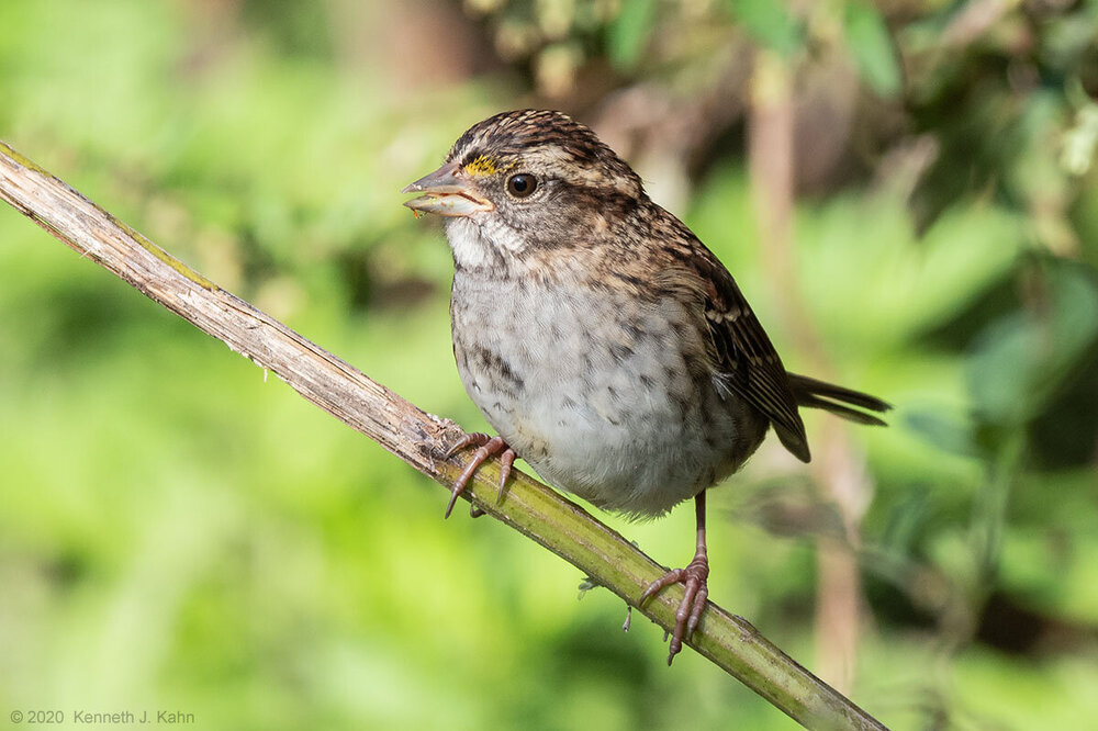sparrow-5.jpg