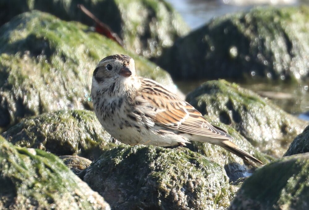 Sparrow 3.jpg