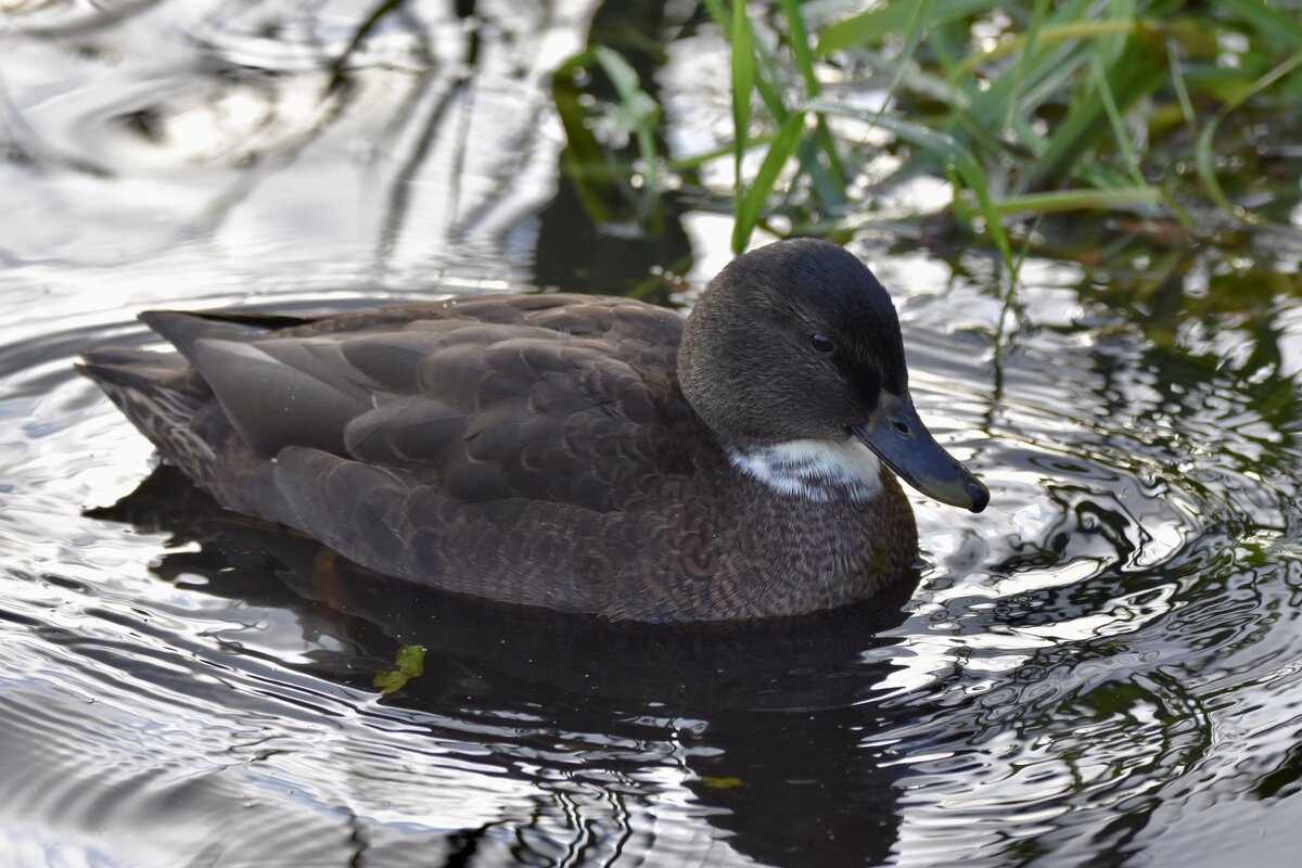 What Kind Of Duck Is This Help Me Identify A North American Bird My 
