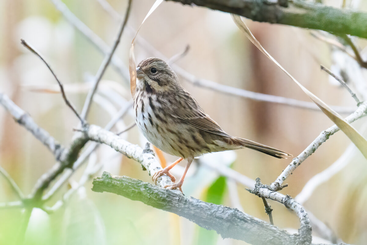 Western PA sparrows - Help Me Identify a North American Bird - Whatbird