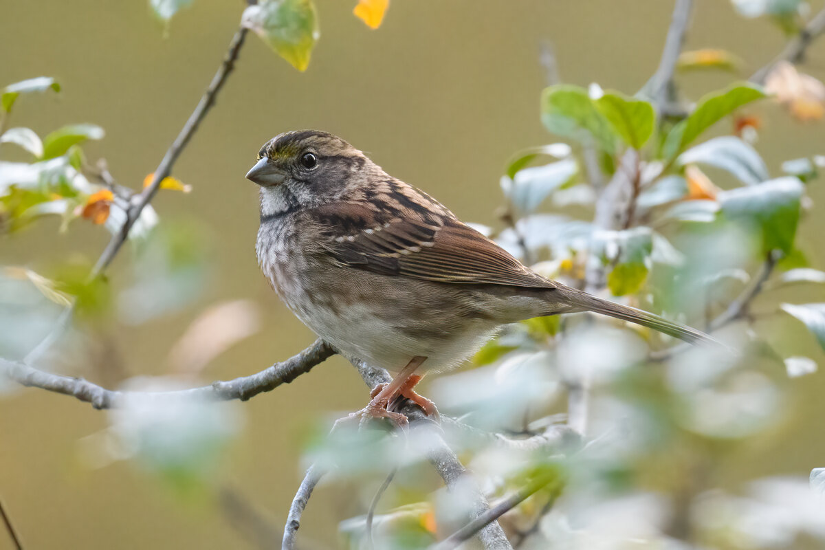 Identifying Birds In Pa