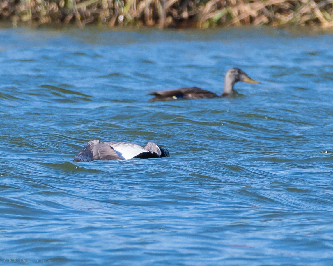 Deceased duck? - Help Me Identify a North American Bird - Whatbird ...