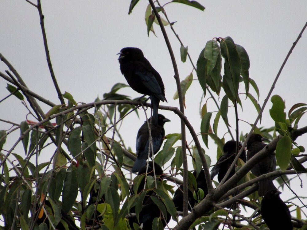 531383339_BronzedCowbirdsclose-up1.thumb.JPG.707bb2a42342e4a738d5a45ce751d110.JPG