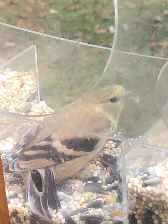 Brown bird with black wing bars - Help Me Identify a North American ...