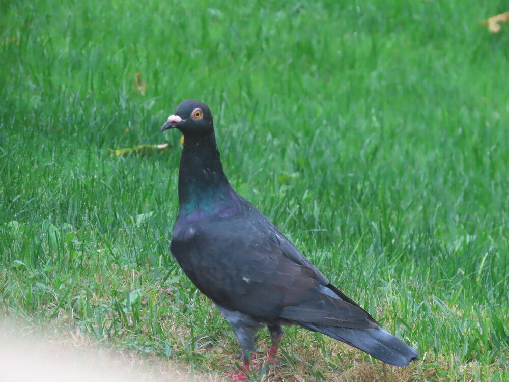 IMG_1962.JPG