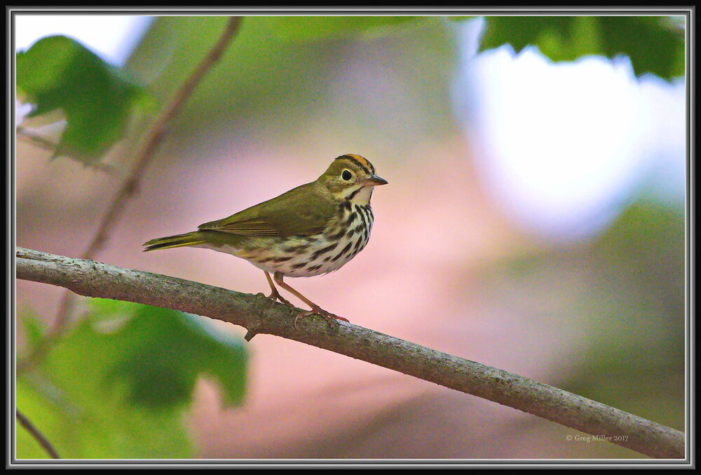 Ovenbird.jpg