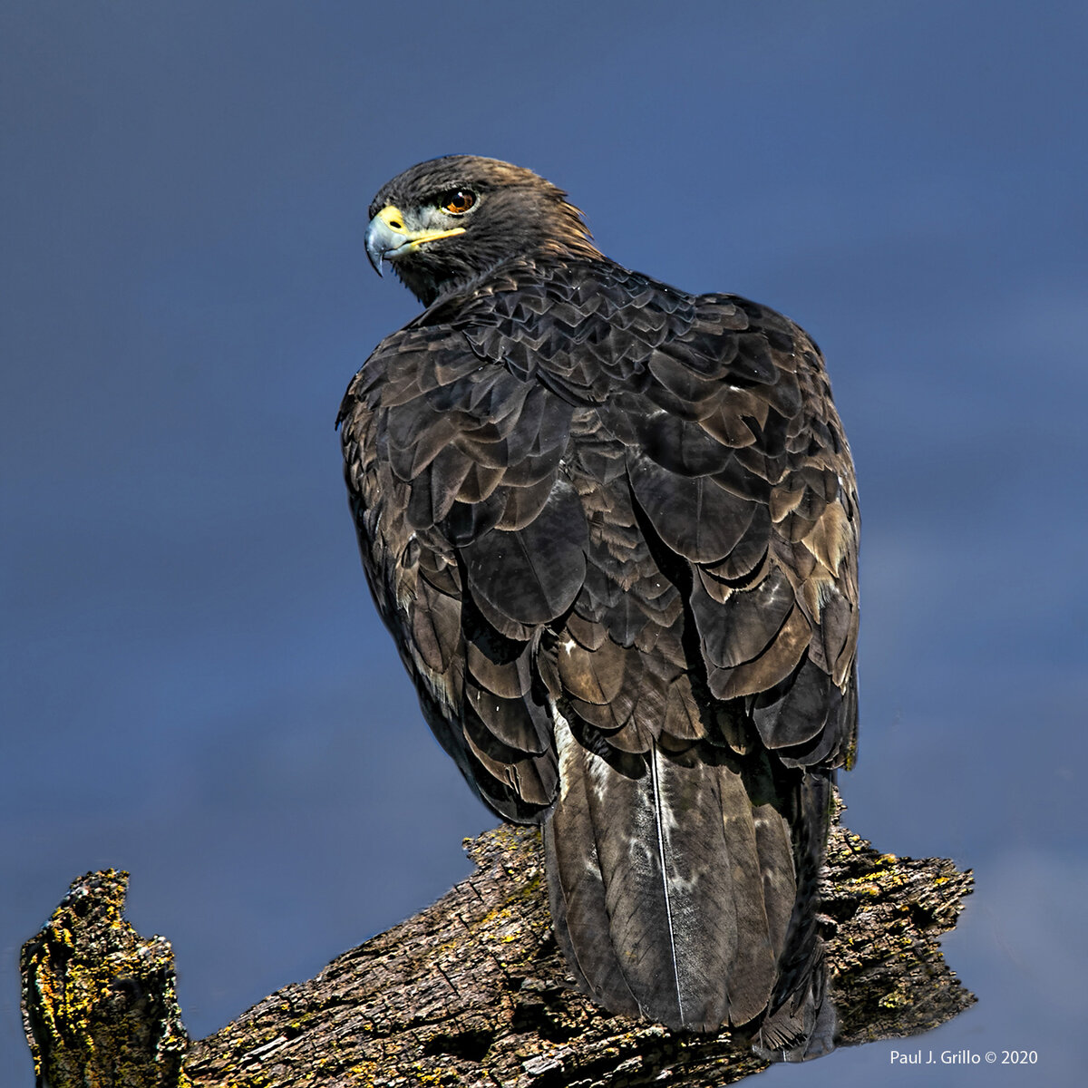 large-bird-of-prey-help-me-identify-a-north-american-bird-whatbird