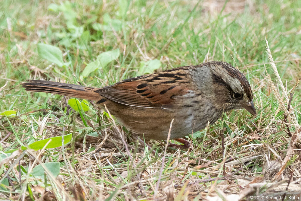 sparrow-93.jpg