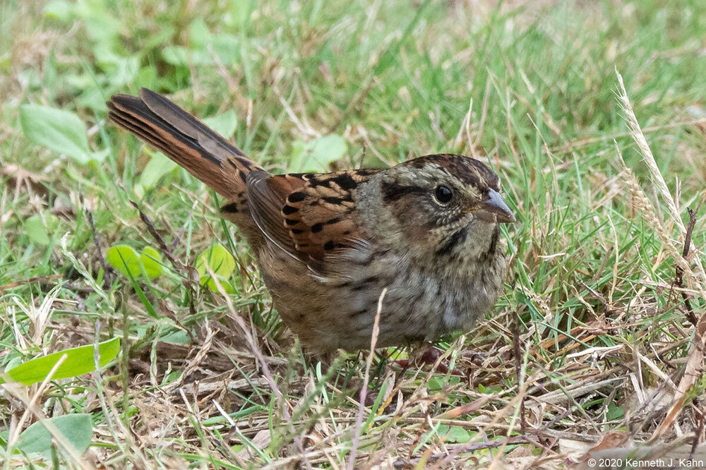 sparrow-94.jpg