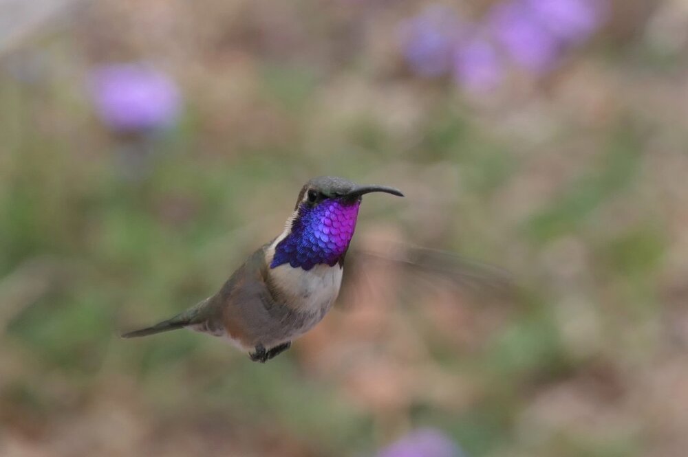Lucifer Hummingbird(1) 4:6:19.jpg