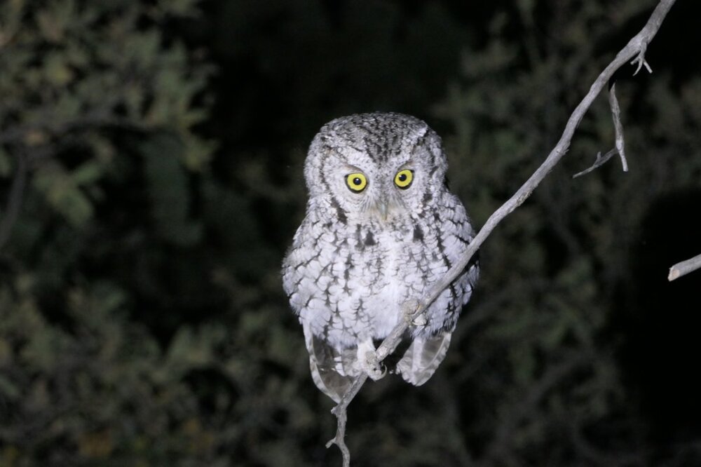 Whiskered Screech-Owl(1) 4:6:19.JPG