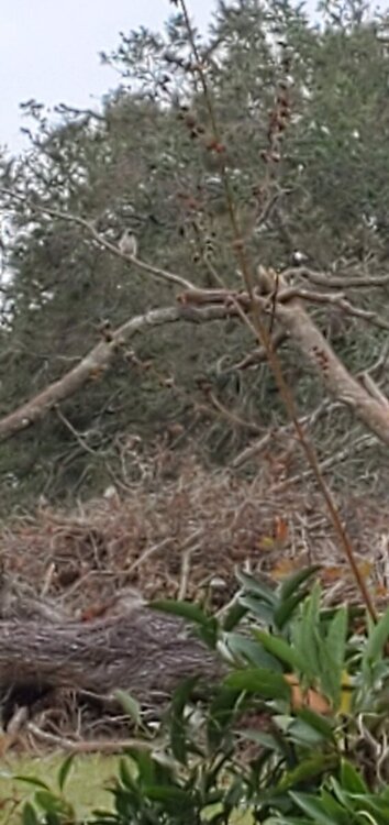 20201112_104510 - Copy.jpg