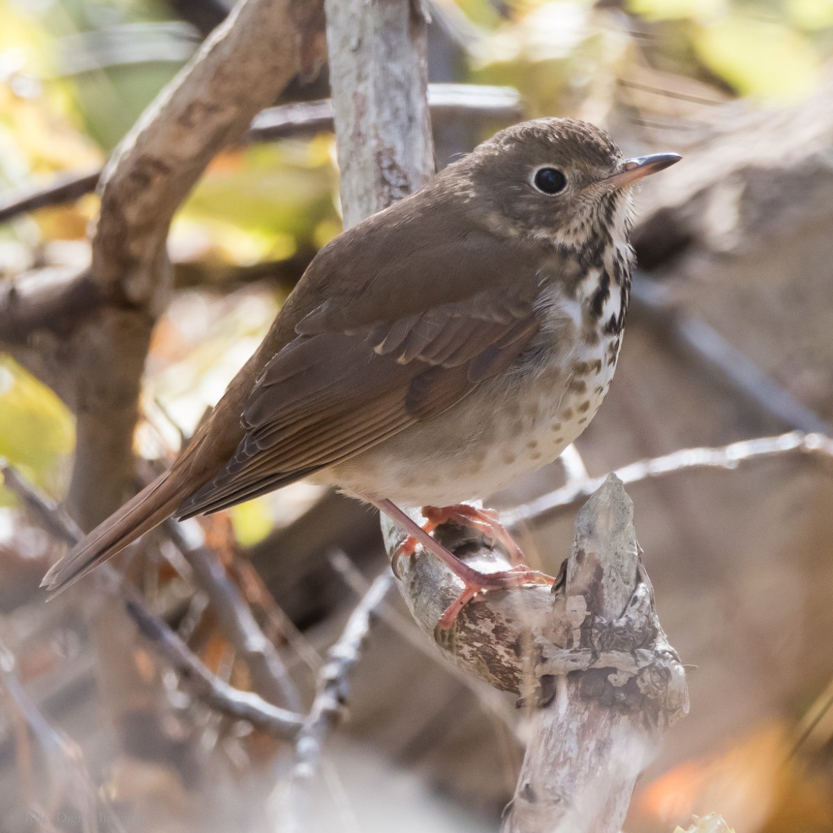 Hermit Thrush - young bird? - Help Me Identify a North American Bird ...