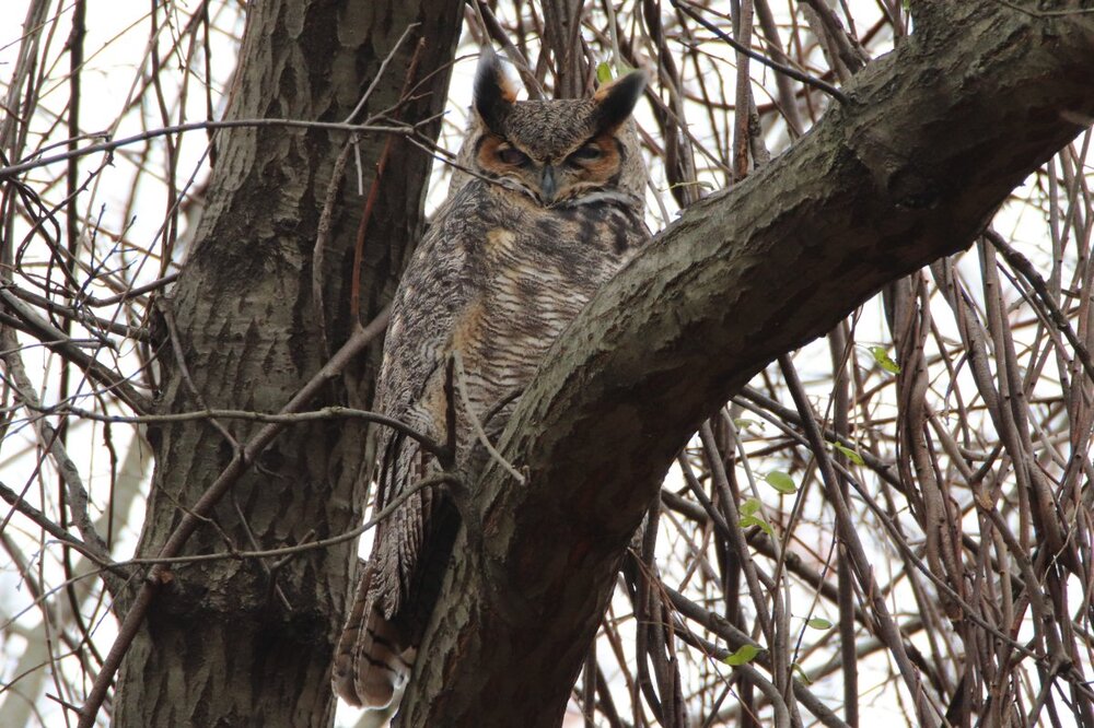 Great horned owl - Alonzo F Bonsal Wildlife Preserve.JPG