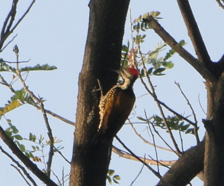 unknown woodpecker.jpg