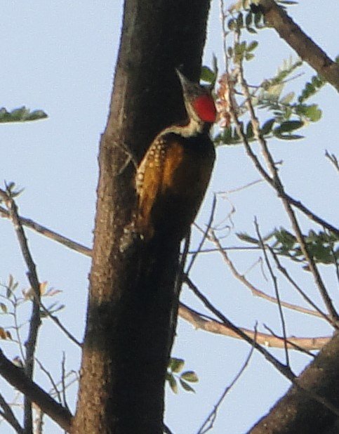 unknown woodpecker2.jpg