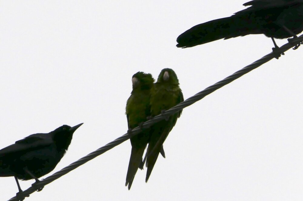 Green Parakeet(1) 2:19:19.jpg