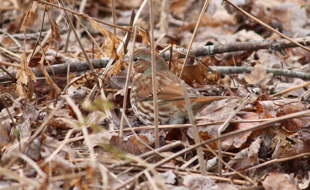 Fox sparrow - Celery Farm, NJ.JPG