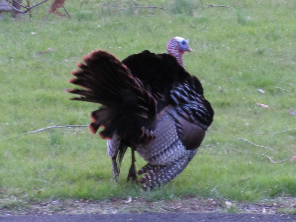 Wild turkey - male - Woodland Park, NJ.JPG