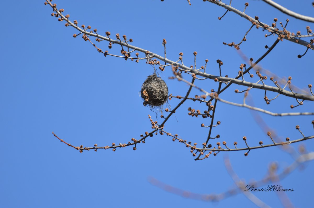 Is this a hanging birds nest? - Help Me Identify a North American Bird -  Whatbird Community