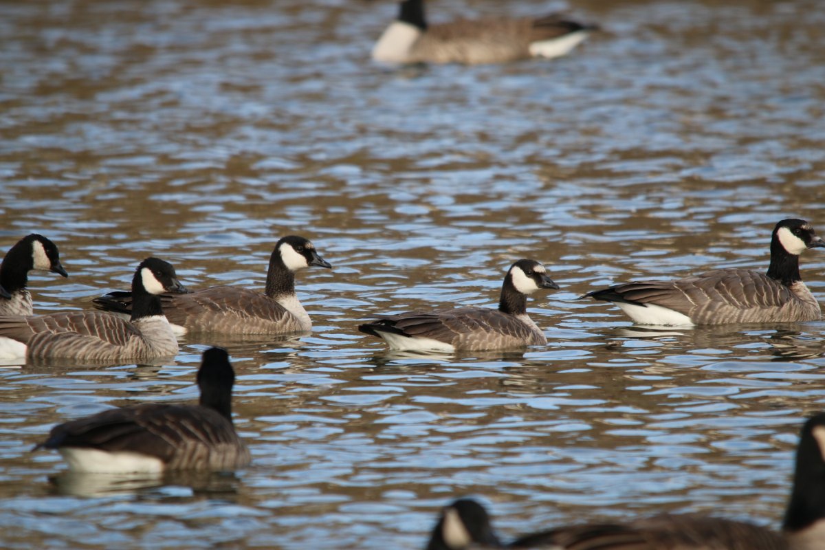 cackling geese? Toronto - Help Me Identify a North American Bird ...