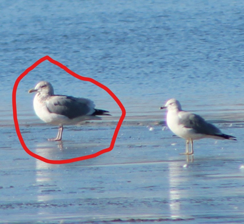 Herring? Help Me Identify a North American Bird Whatbird Community