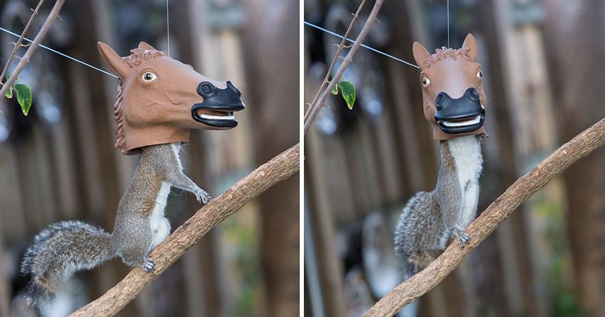 horse-squirrel-feeder.jpg