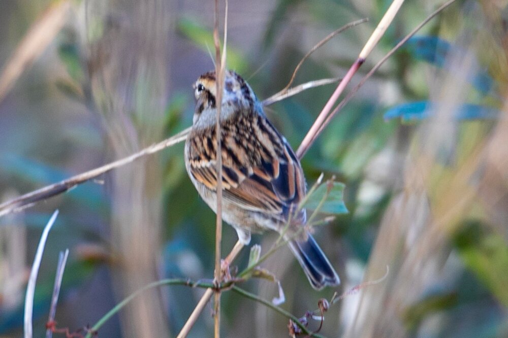 Sparrows North Florida - Help Me Identify a North American Bird